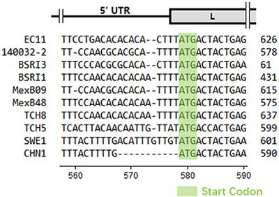 Genome Characterization and Phylogenetic Analysis of the First Bovine Rhinitis B Virus Isolate in China